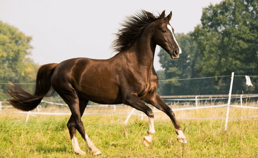 How Horses Are Trained to Sprint and Endure